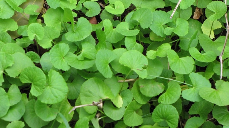 Centella Asiatica Gotu Kola, Asiatic Pennywort, Spade leaf