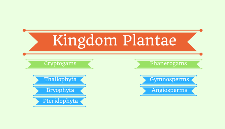 Kingdom Plantae and its classification