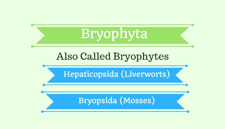 Bryophyta (Bryophytes)