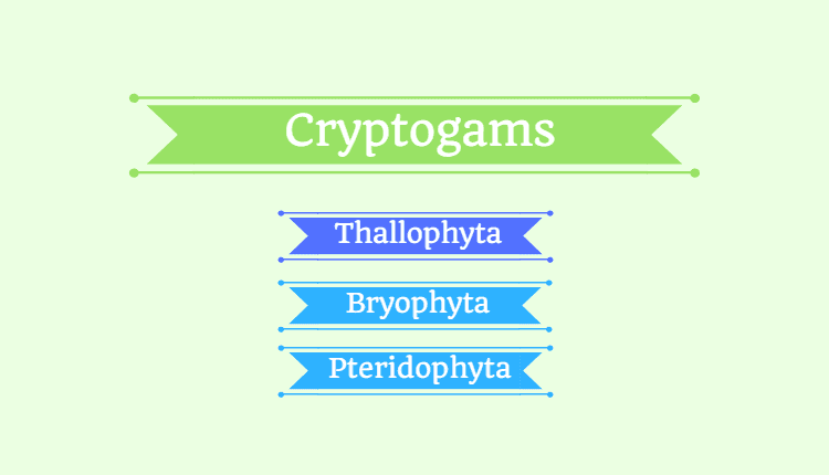 Cryptogams (Cryptogamae)