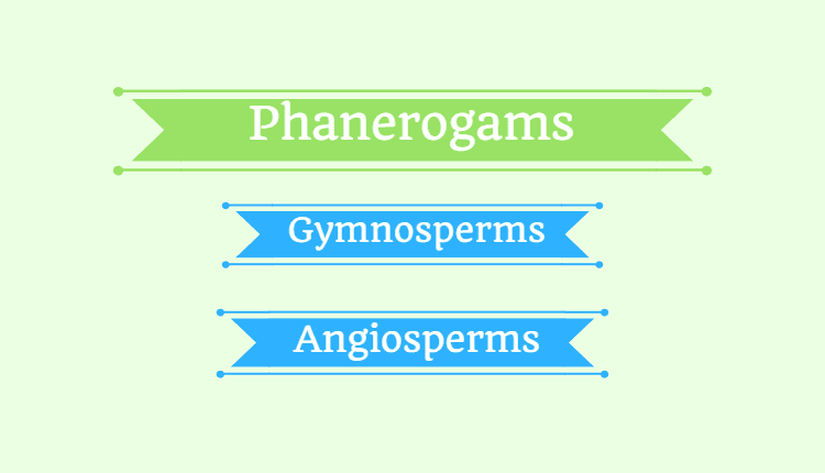 Phanerogams (Phanerogamae)