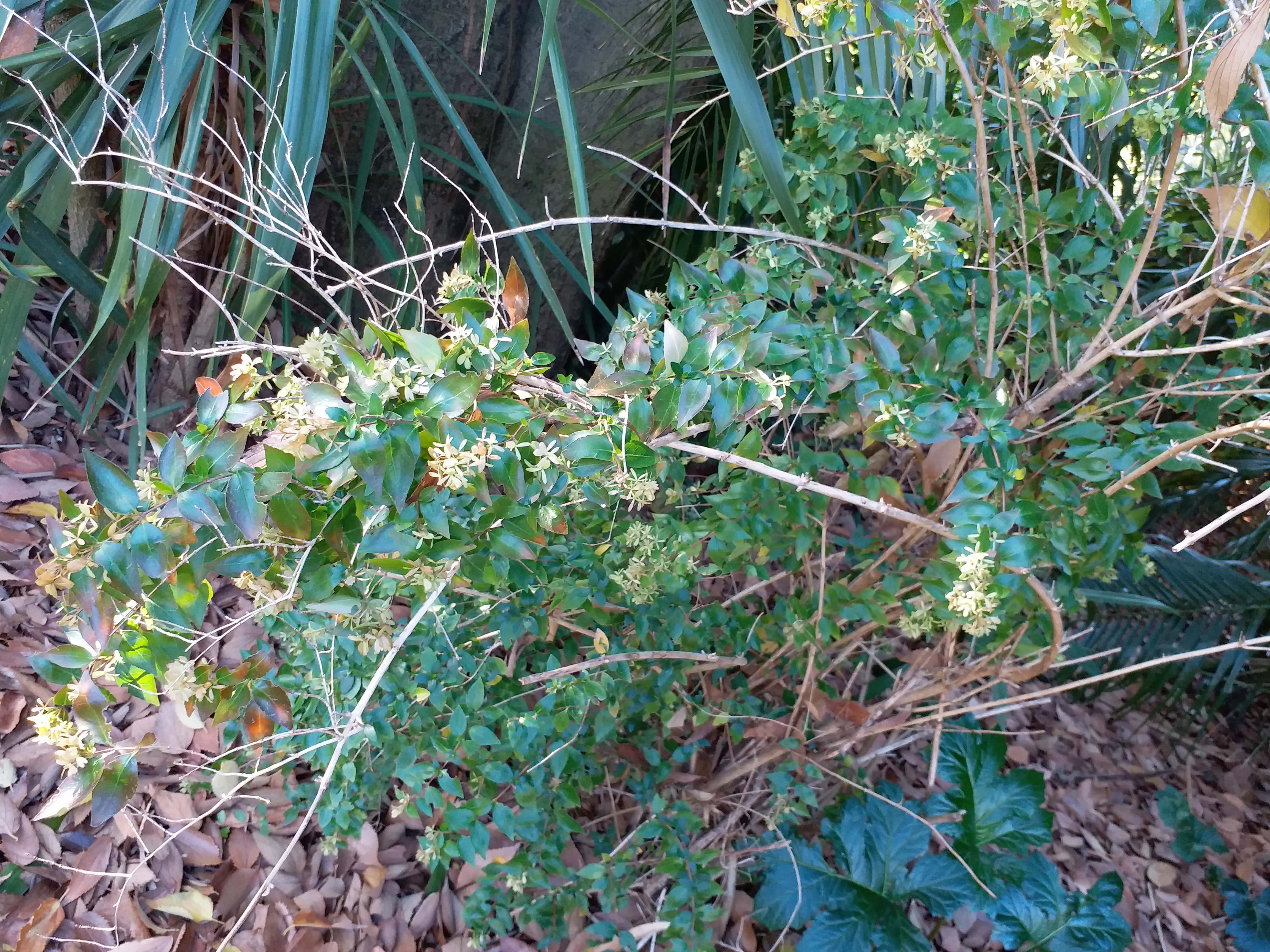Abelia X Grandiflora (Glossy Abelia)