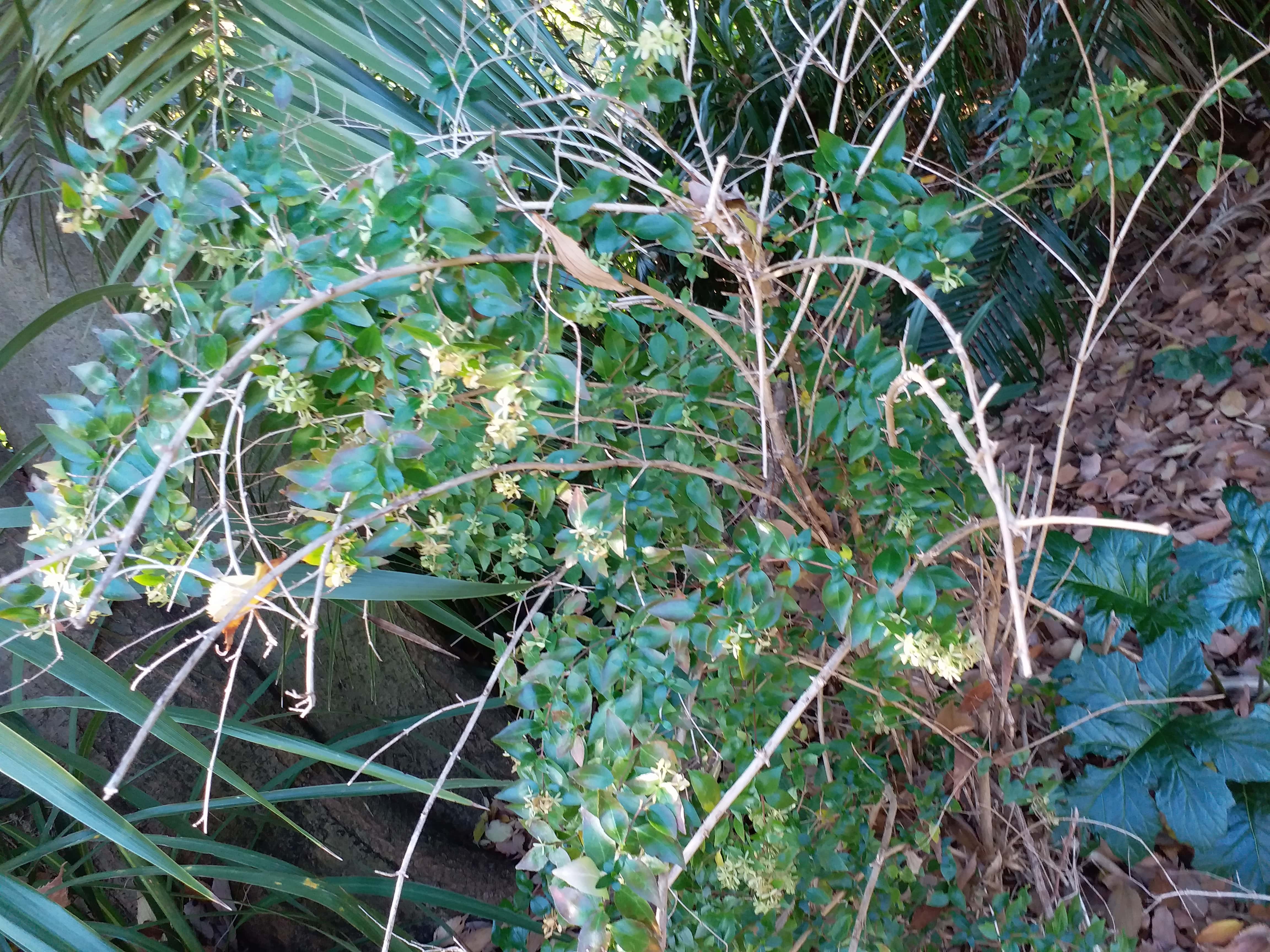 Abelia X Grandiflora (Glossy Abelia)