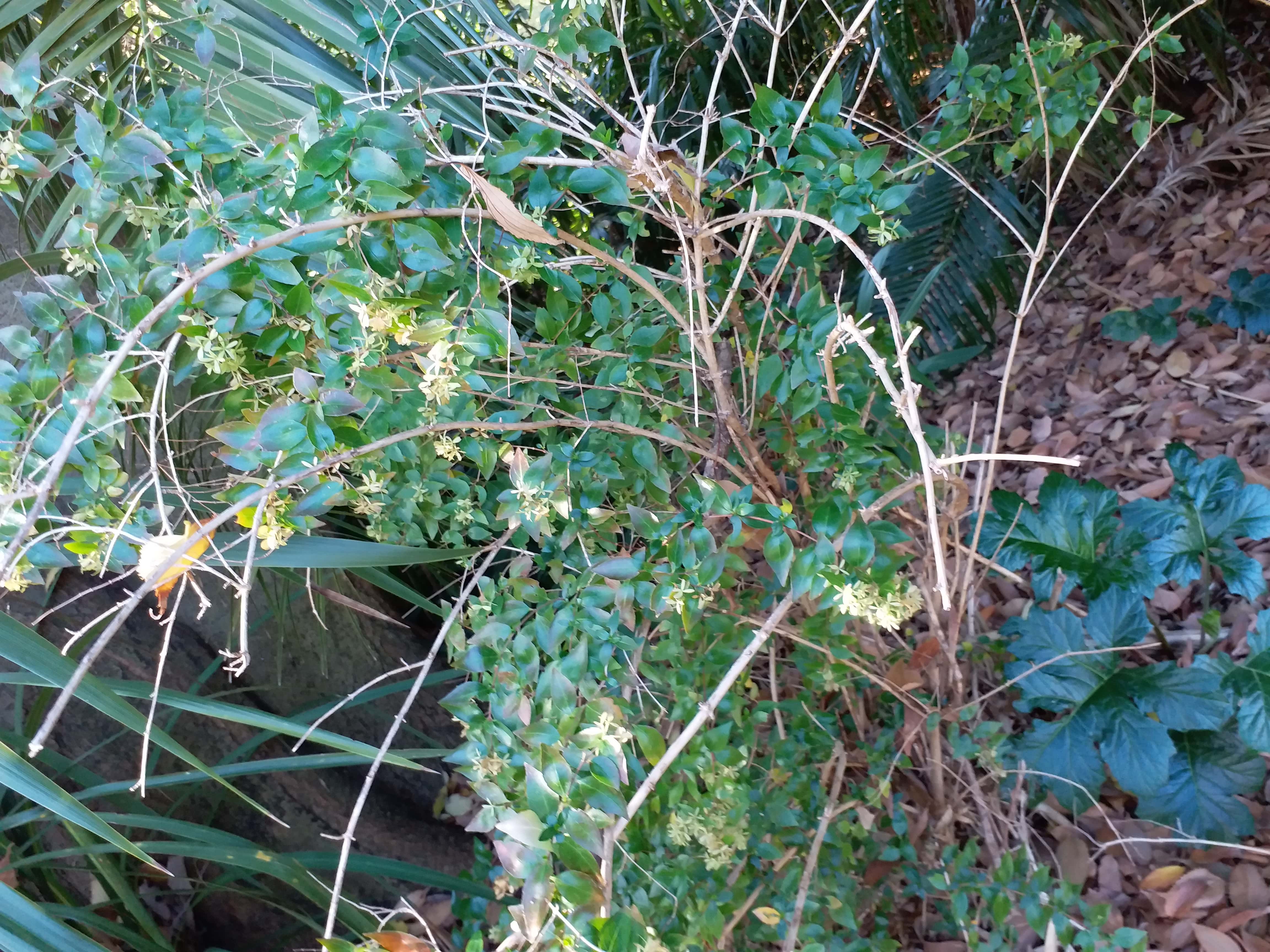 Abelia X Grandiflora (Glossy Abelia)