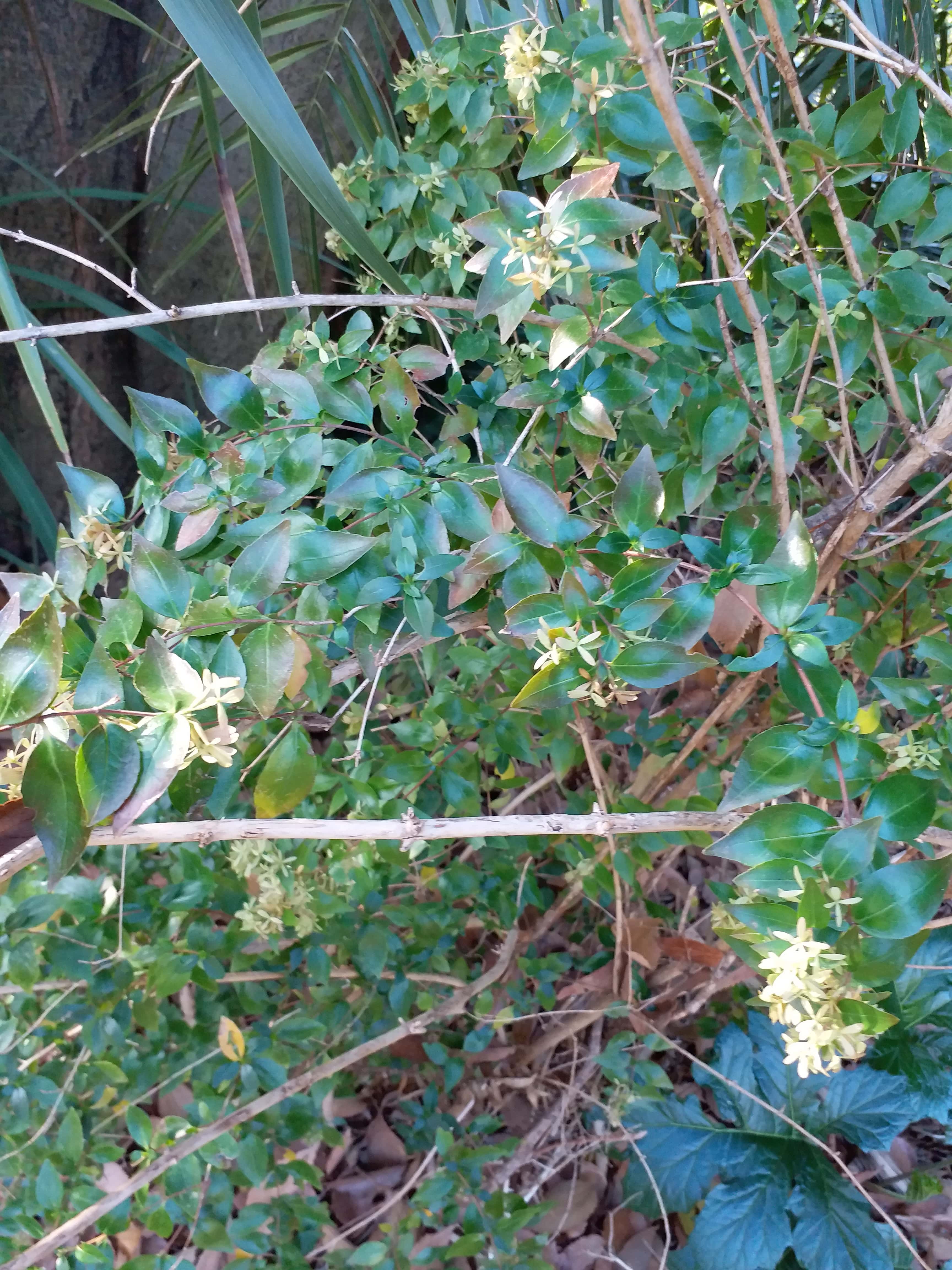 Abelia X Grandiflora (Glossy Abelia)
