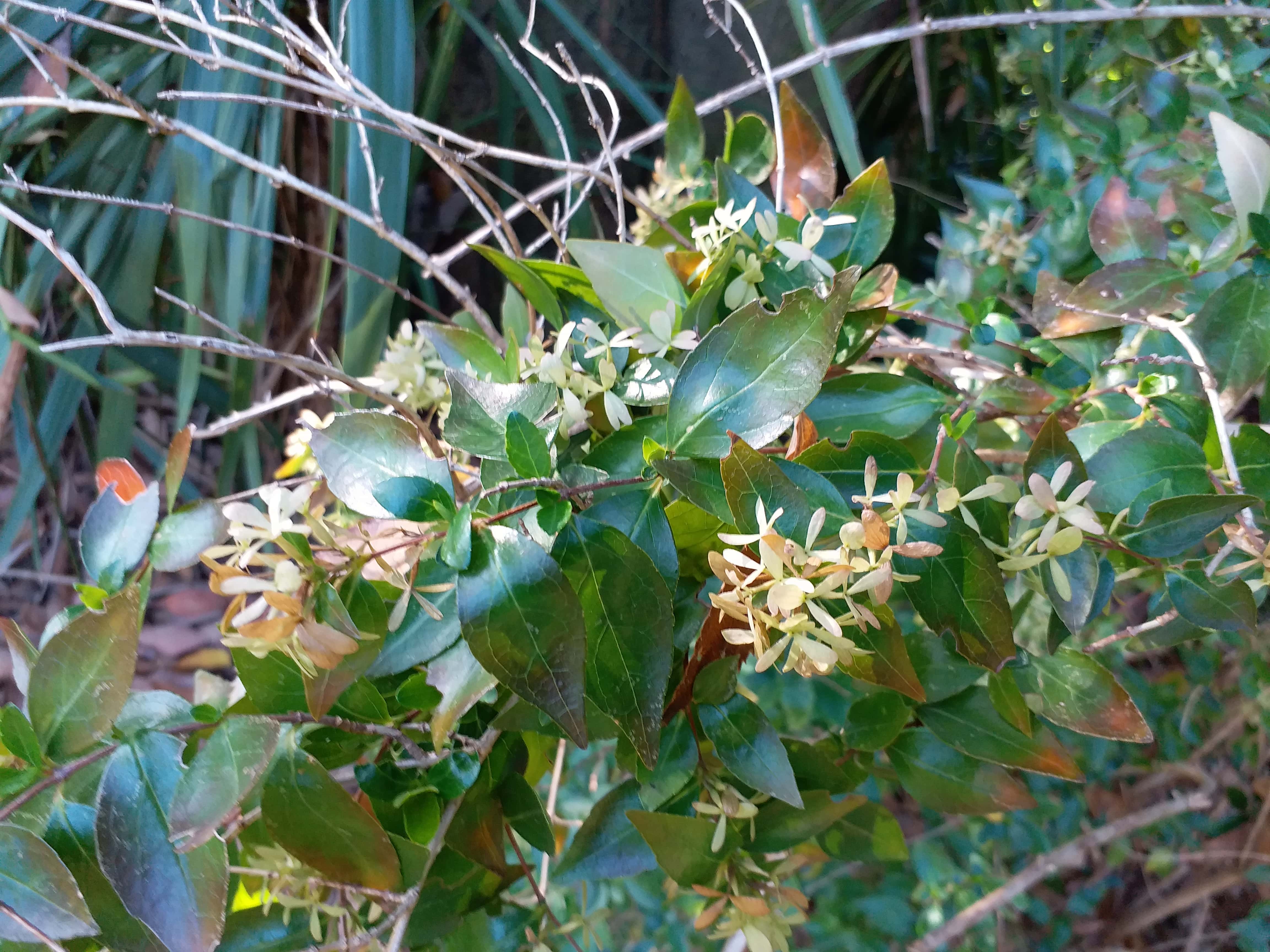 Abelia X Grandiflora