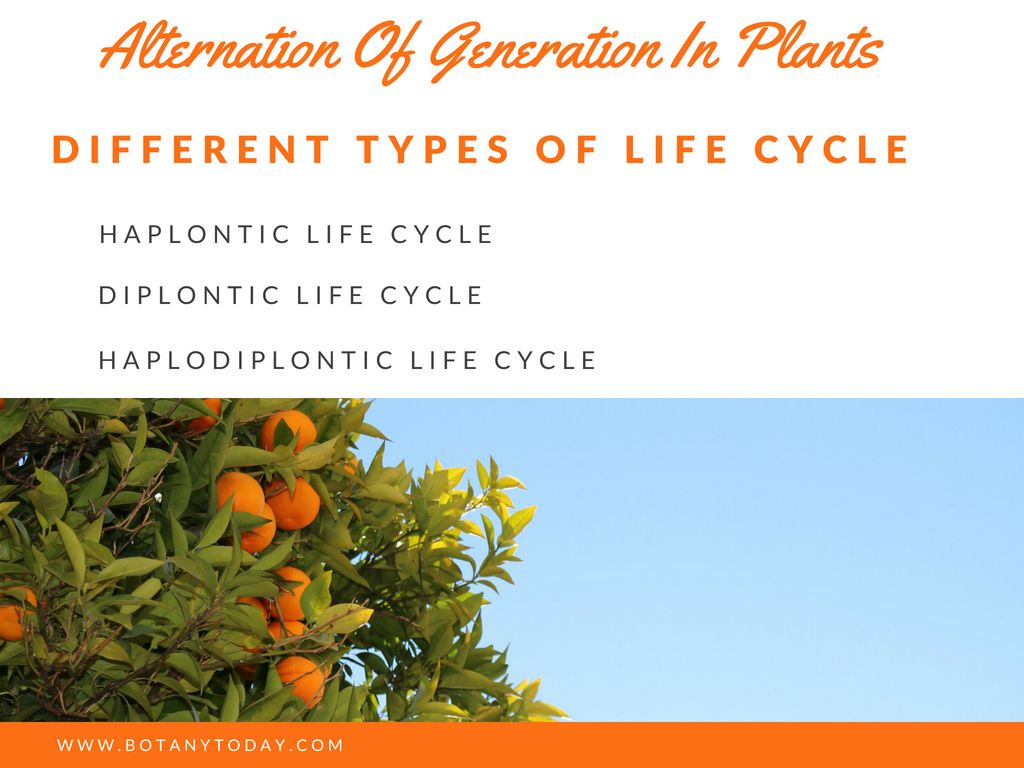 Alternation Of Generation In Plants