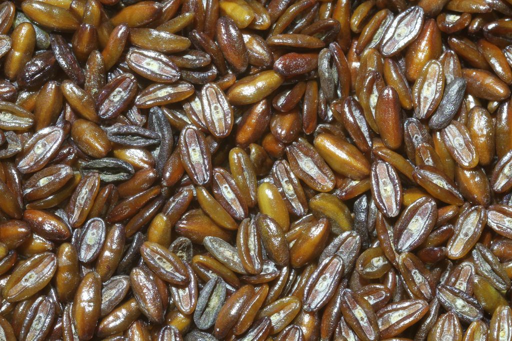 Plantago Ovata Seeds Plantago Ovata Seeds