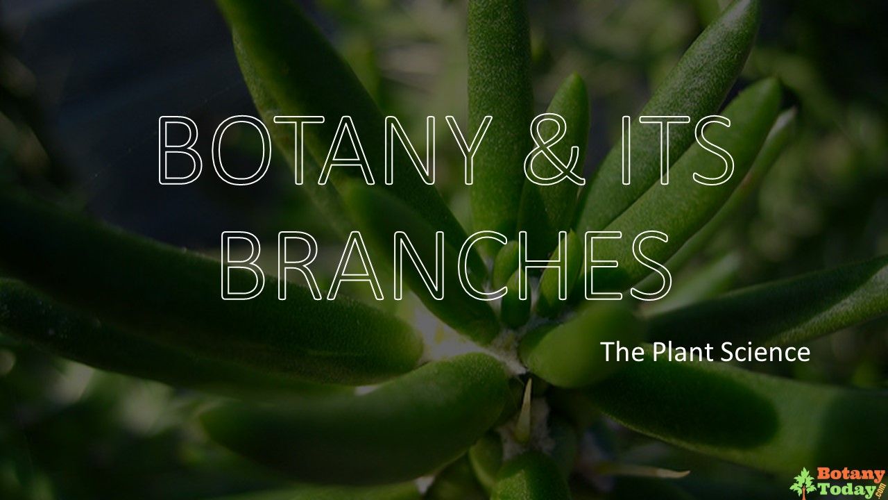 Branches of Botany