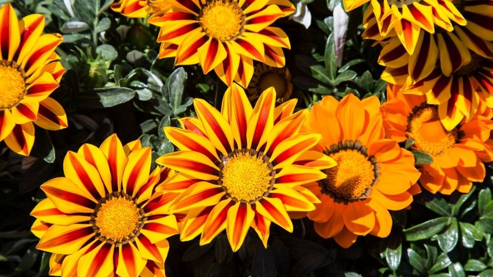 Angiosperms