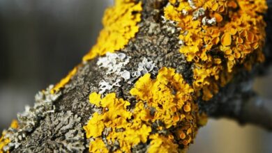 Lichens