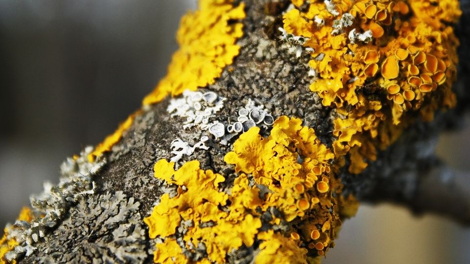 Lichens