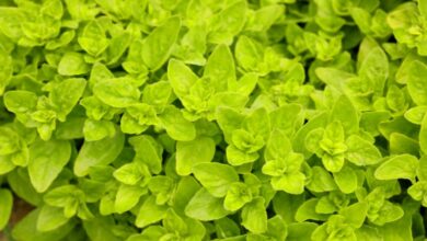 Marjoram