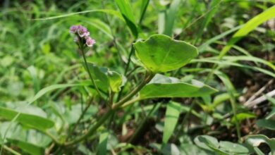 Boerhavia Diffusa