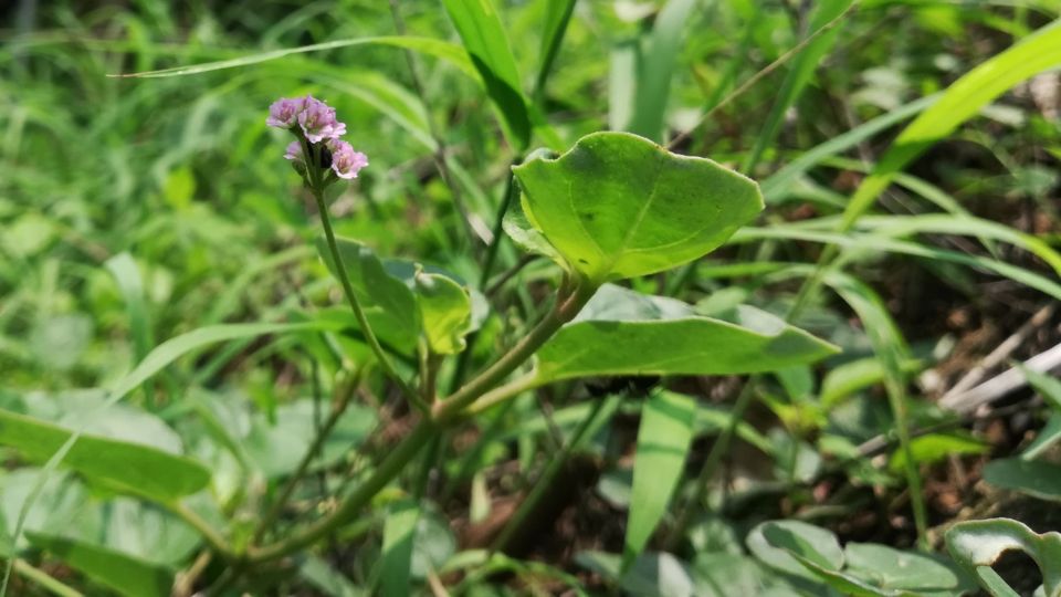 Boerhavia Diffusa