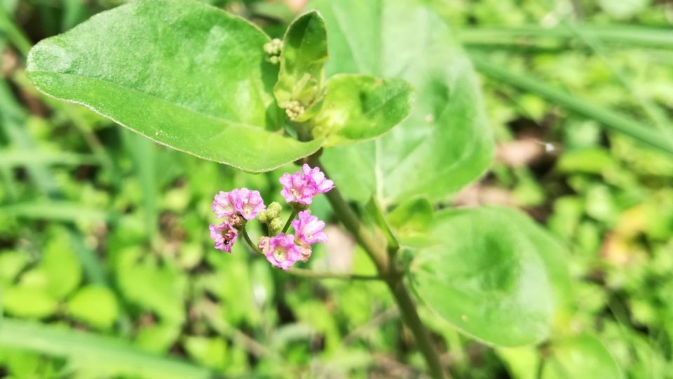 Boerhavia Diffusa