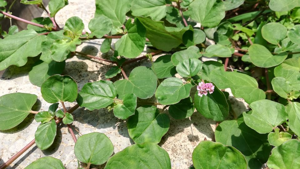 Boerhavia Diffusa