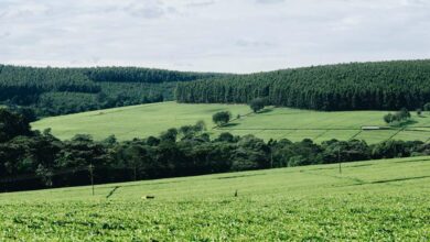 Grassland Habitat