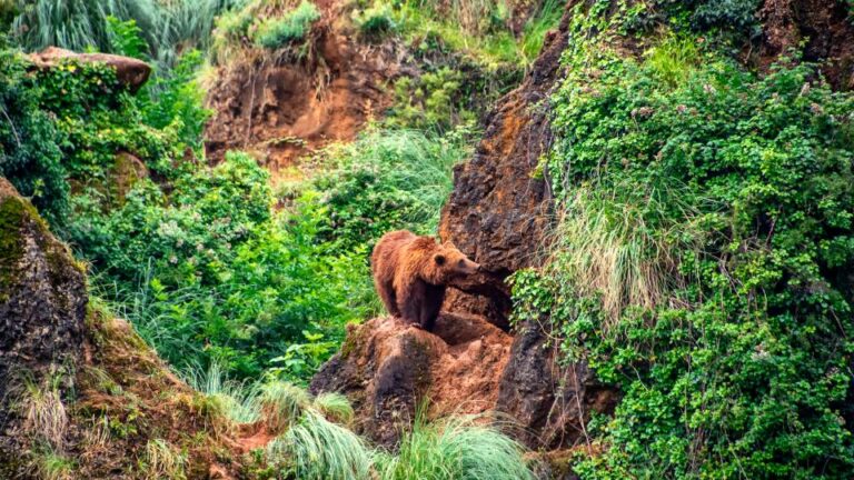 Forest Habitat - Botany Today