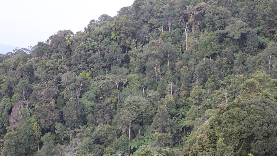 mountain forests