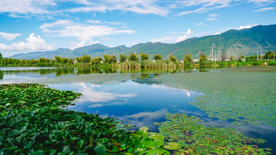 Wetland Habitat - Wetlands